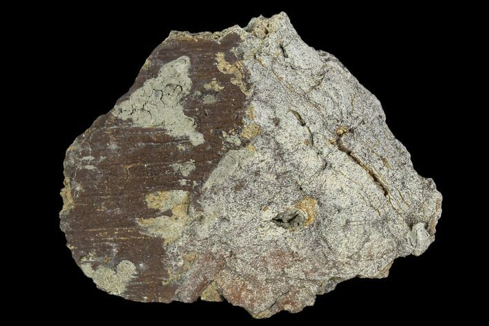 triceratops frill fossil